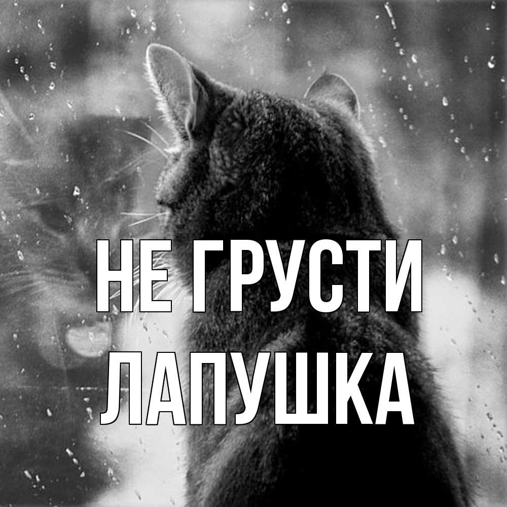 Открытка на каждый день с именем, лапушка Не грусти отражение кота 1 Прикольная открытка с пожеланием онлайн скачать бесплатно 