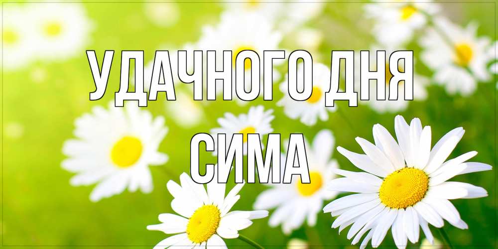 Открытка на каждый день с именем, Сима Удачного дня открытка с ромашками на зеленом фоне Прикольная открытка с пожеланием онлайн скачать бесплатно 
