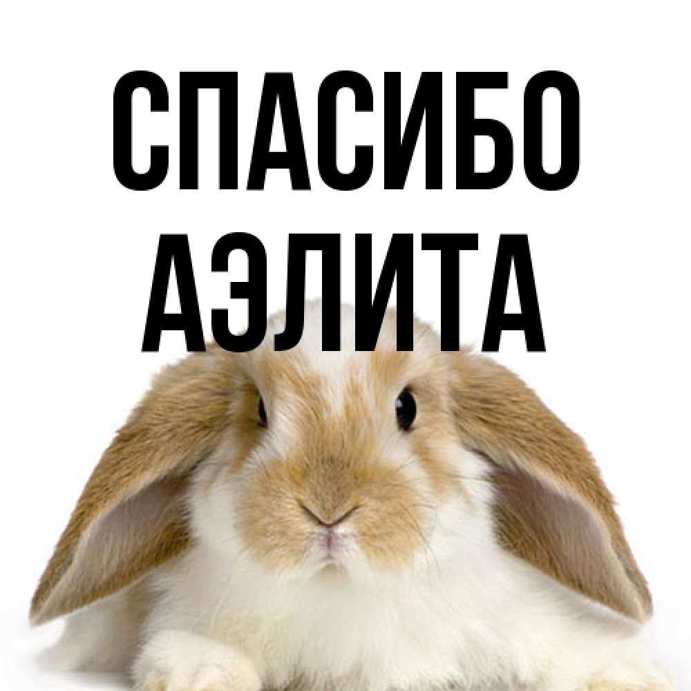 Открытка на каждый день с именем, Аэлита Спасибо коричнево белый заяц Прикольная открытка с пожеланием онлайн скачать бесплатно 