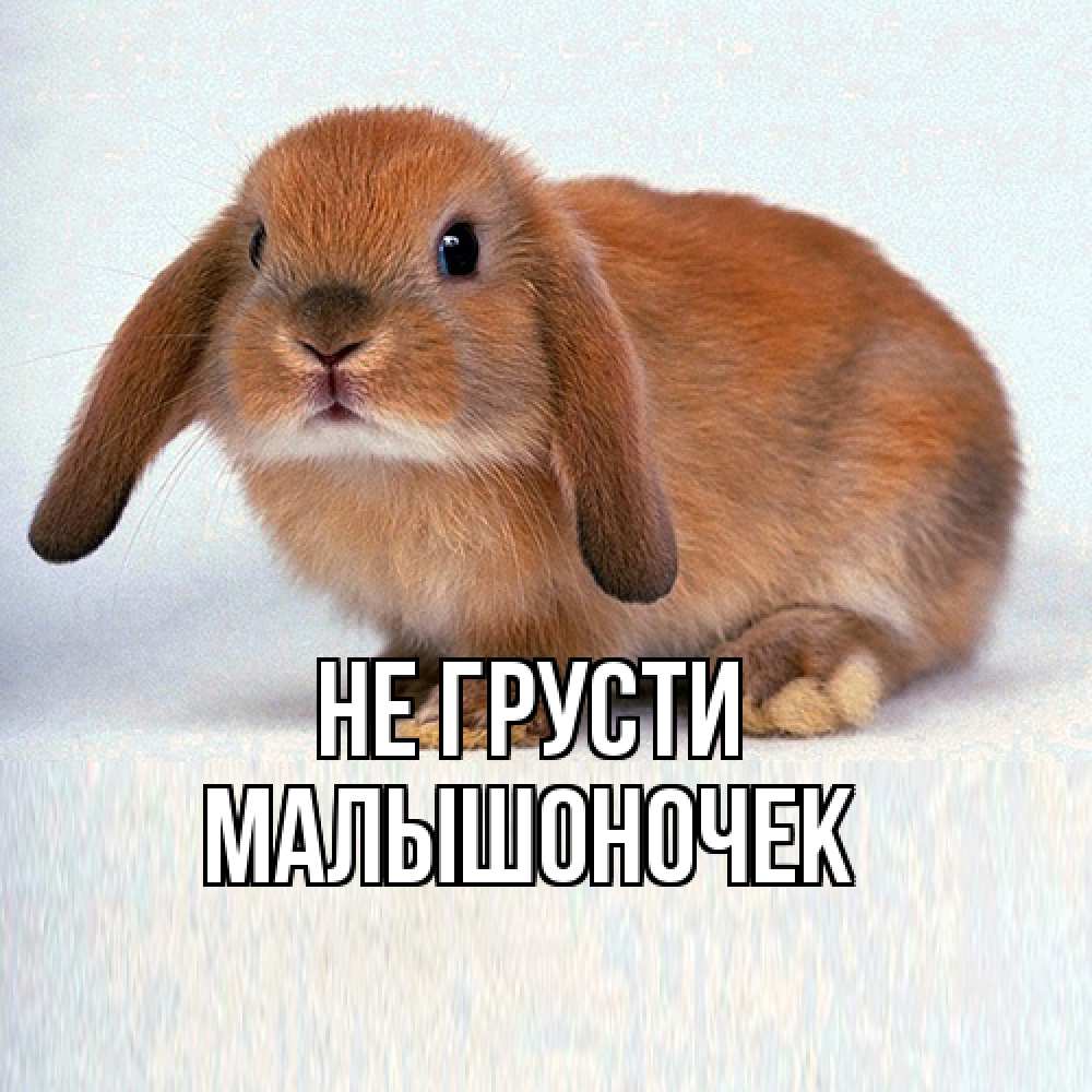 Открытка на каждый день с именем, Малышоночек Не грусти вислоухий рыжий кролик Прикольная открытка с пожеланием онлайн скачать бесплатно 