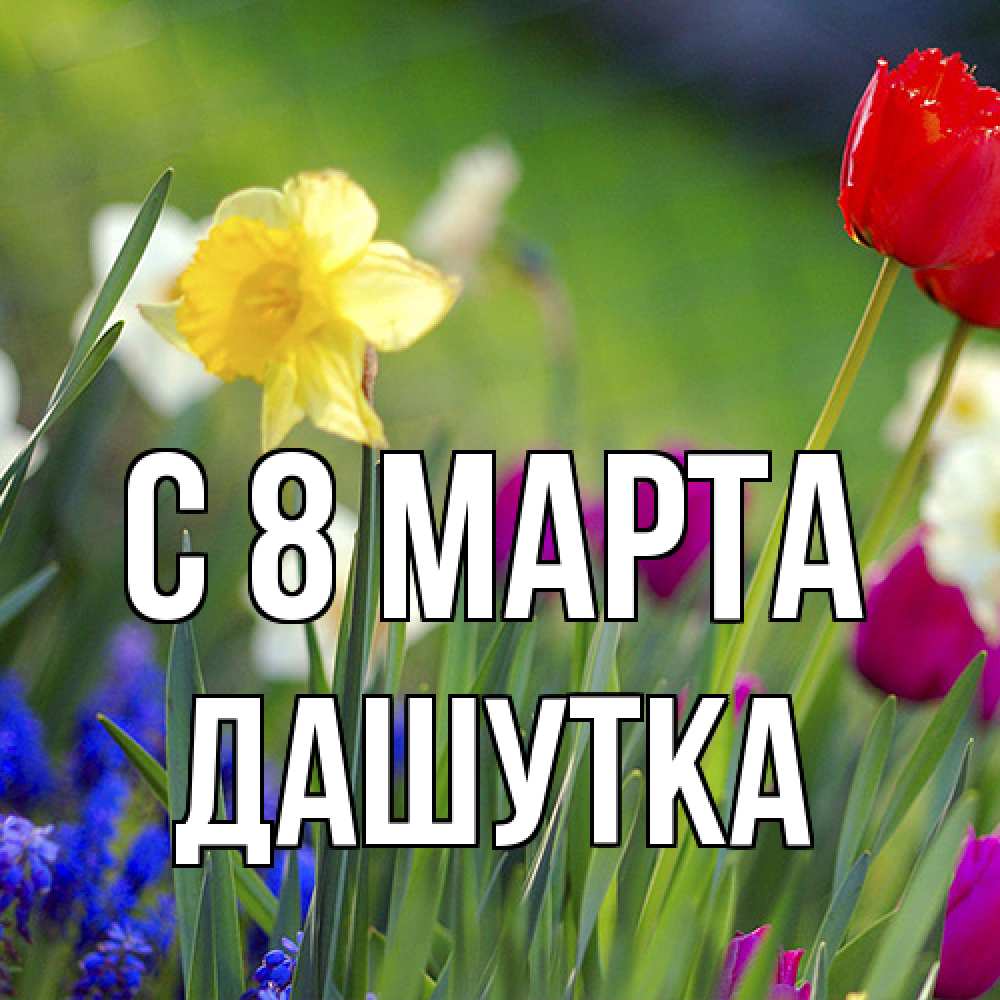 Открытка на каждый день с именем, Дашутка C 8 МАРТА международный женский день 3 Прикольная открытка с пожеланием онлайн скачать бесплатно 