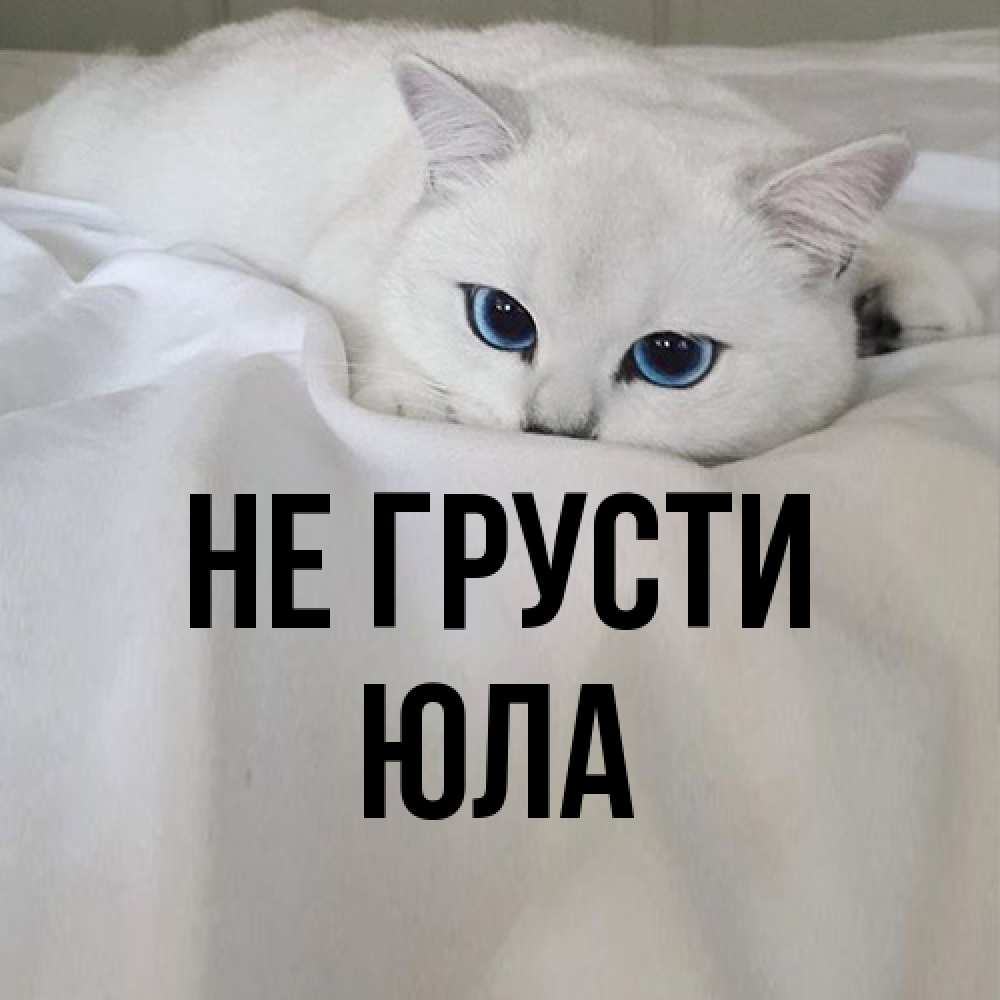 Открытка на каждый день с именем, юла Не грусти Голубоглазая кошка Прикольная открытка с пожеланием онлайн скачать бесплатно 
