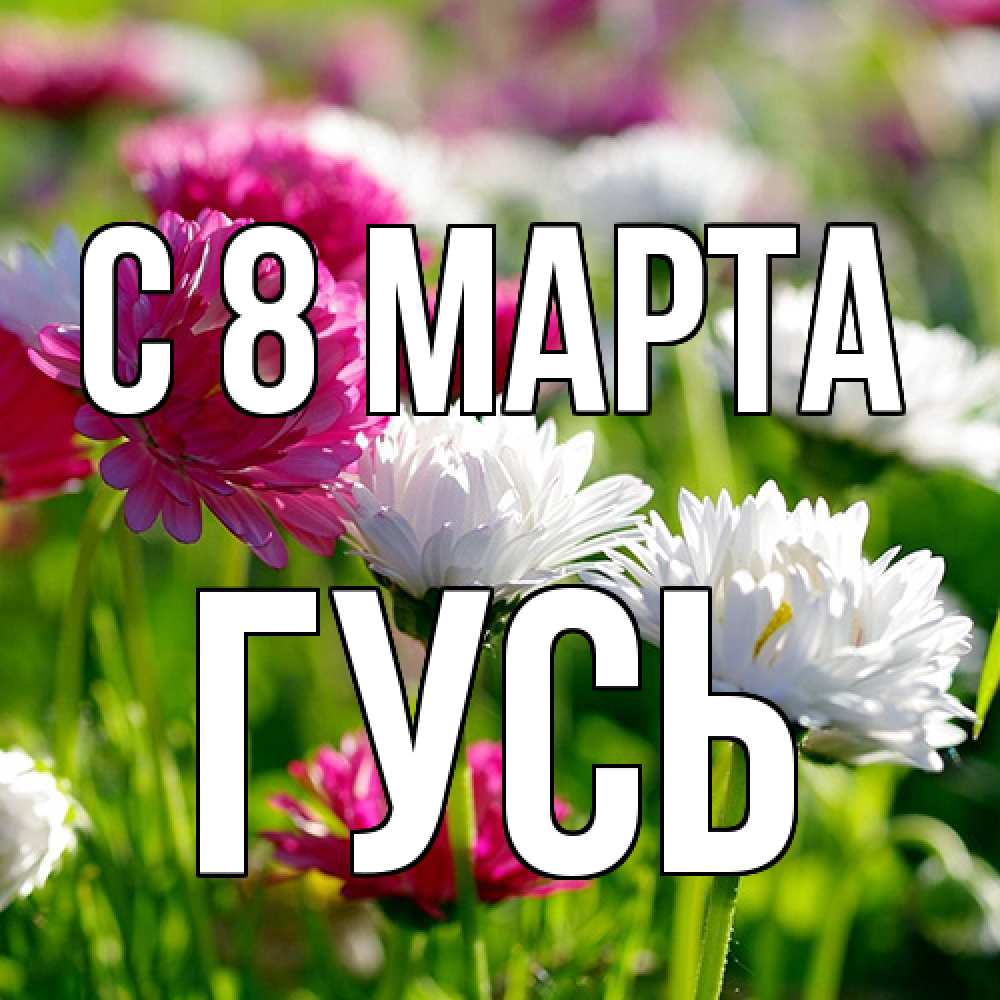 Открытка на каждый день с именем, Гусь C 8 МАРТА международный женский день 1 Прикольная открытка с пожеланием онлайн скачать бесплатно 