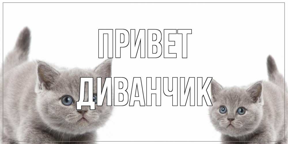 Открытка на каждый день с именем, Диванчик Привет коты Прикольная открытка с пожеланием онлайн скачать бесплатно 