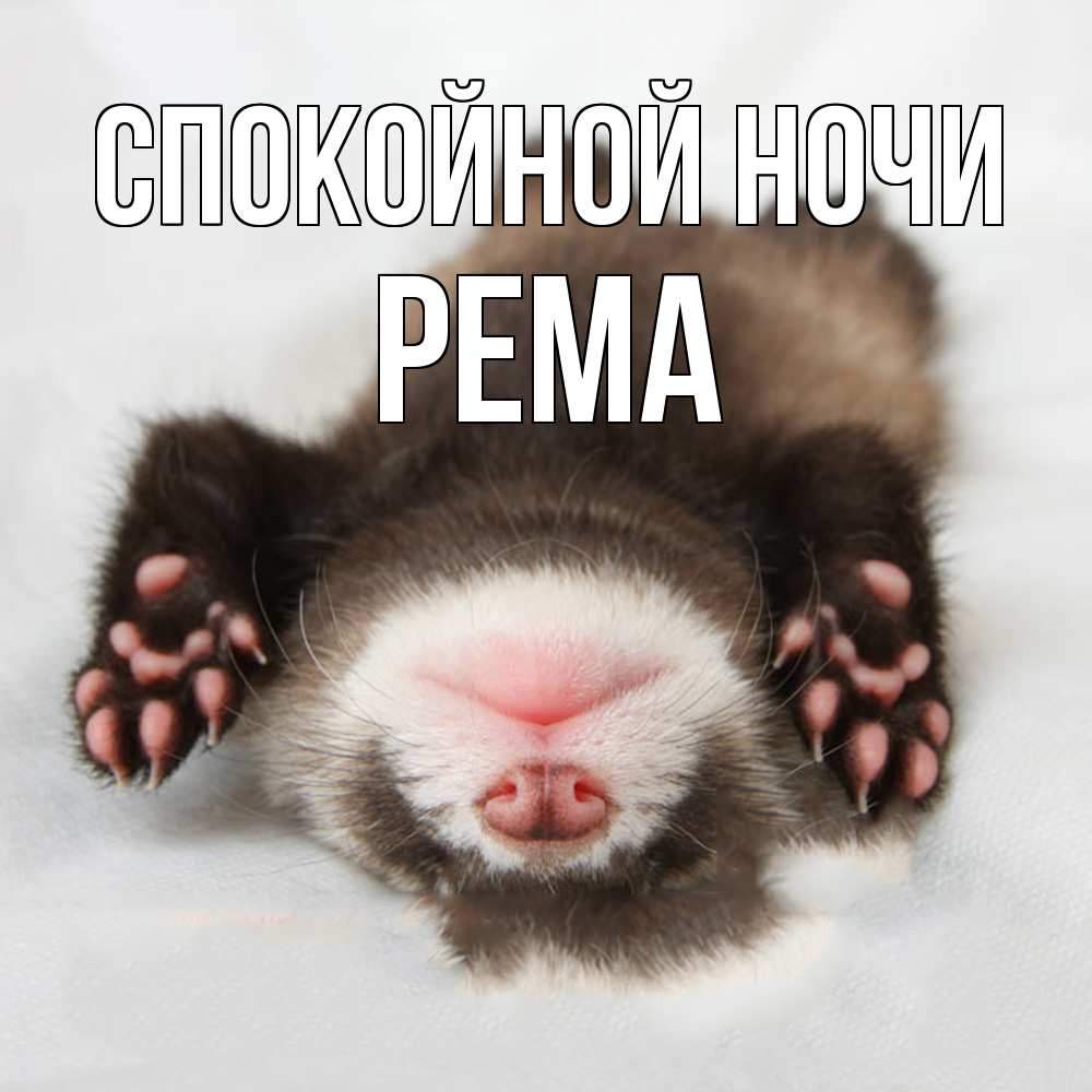 Открытка на каждый день с именем, Рема Спокойной ночи зверек Прикольная открытка с пожеланием онлайн скачать бесплатно 