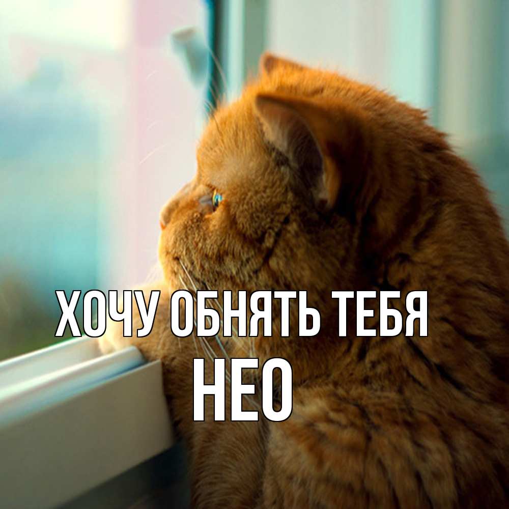 Открытка на каждый день с именем, Нео Хочу обнять тебя большой огромный рыжий котяра Прикольная открытка с пожеланием онлайн скачать бесплатно 