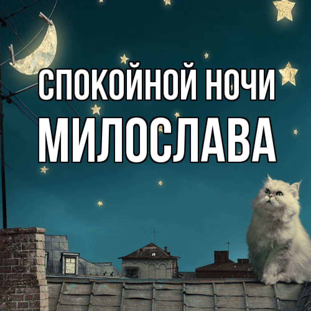 Открытка на каждый день с именем, Милослава Спокойной ночи белый кот сидит на крыше Прикольная открытка с пожеланием онлайн скачать бесплатно 