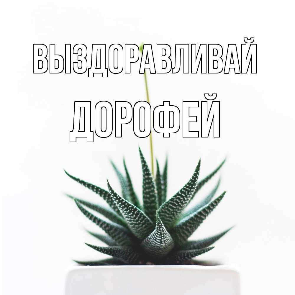Открытка на каждый день с именем, Дорофей Выздоравливай короче это непонятная колючка Прикольная открытка с пожеланием онлайн скачать бесплатно 