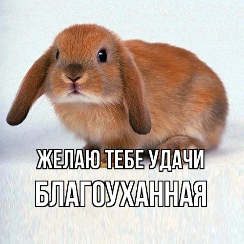 Картинка Желаю тебе удачи, благоуханная