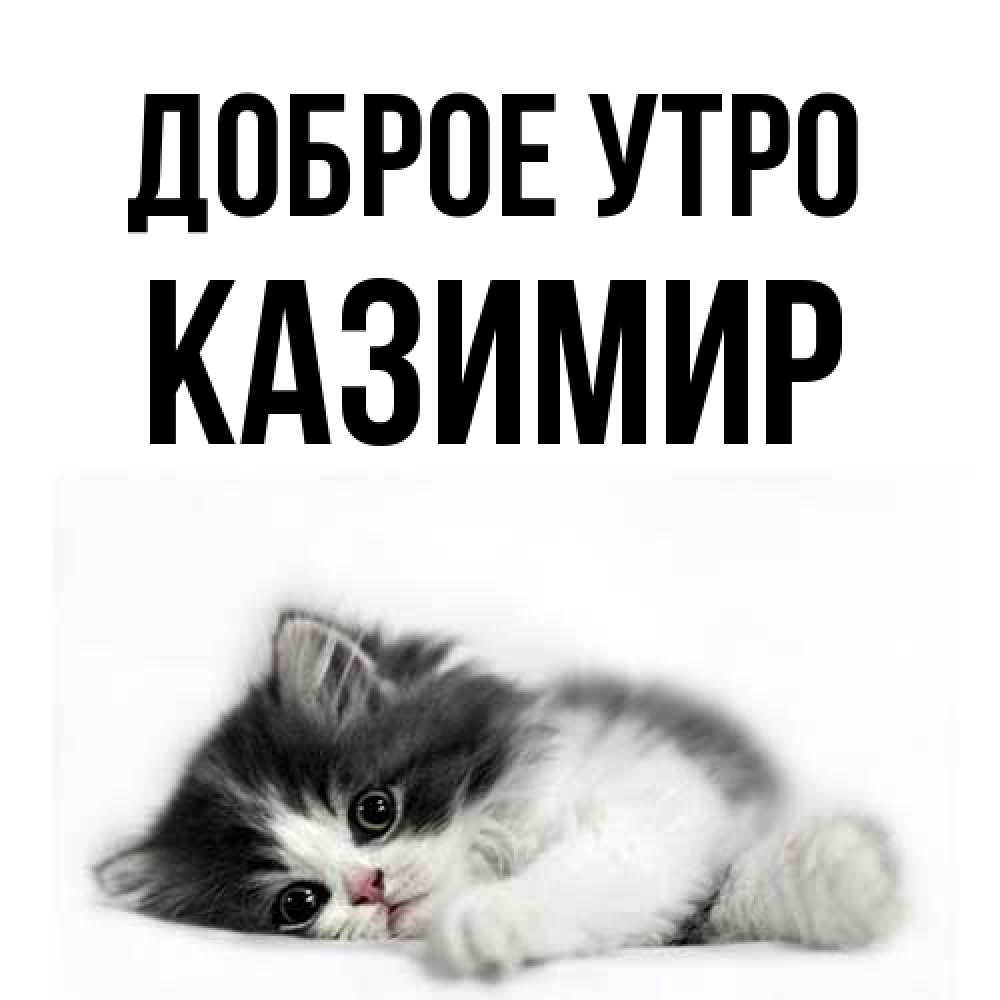 Открытка на каждый день с именем, Казимир Доброе утро кот лапки Прикольная открытка с пожеланием онлайн скачать бесплатно 
