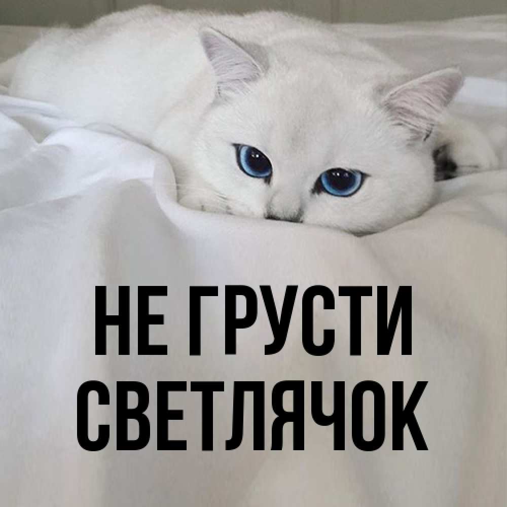 Открытка на каждый день с именем, Светлячок Не грусти Голубоглазая кошка Прикольная открытка с пожеланием онлайн скачать бесплатно 