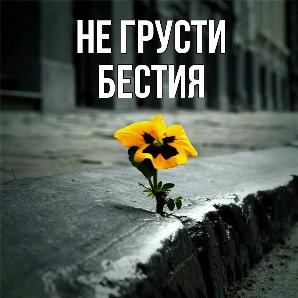 Открытка на каждый день с именем, Бестия Не грусти не сдавайся Прикольная открытка с пожеланием онлайн скачать бесплатно 