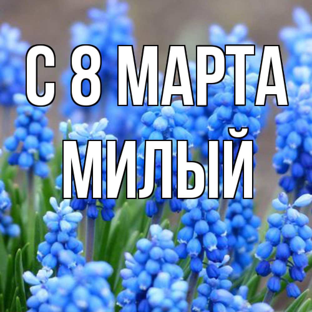 Открытка на каждый день с именем, Милый C 8 МАРТА Поздравительная открытка для женщин с цветами на праздничную дату Прикольная открытка с пожеланием онлайн скачать бесплатно 