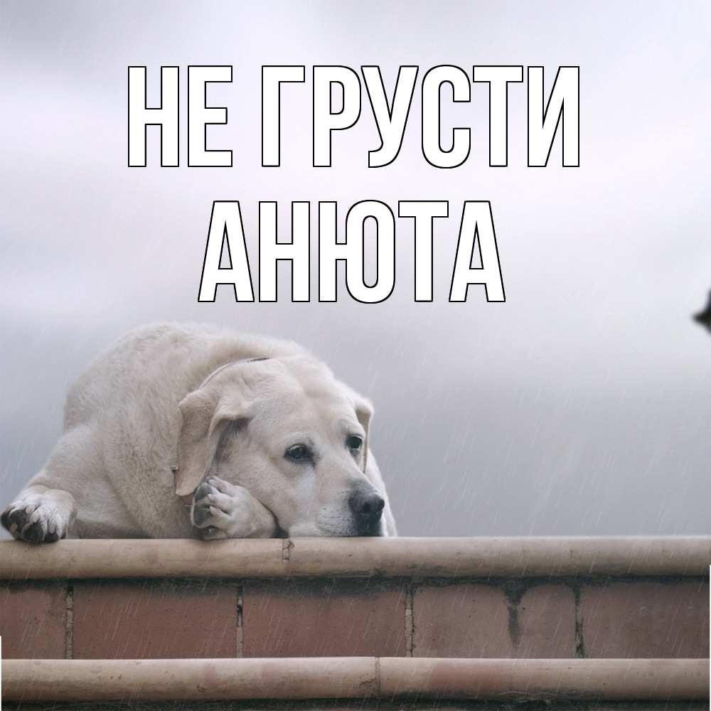 Открытка на каждый день с именем, Анюта Не грусти белый пес 1 Прикольная открытка с пожеланием онлайн скачать бесплатно 