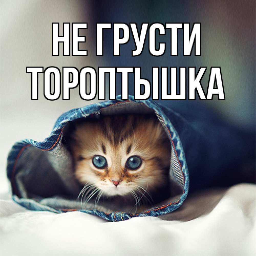 Открытка на каждый день с именем, Тороптышка Не грусти кот в одежде Прикольная открытка с пожеланием онлайн скачать бесплатно 