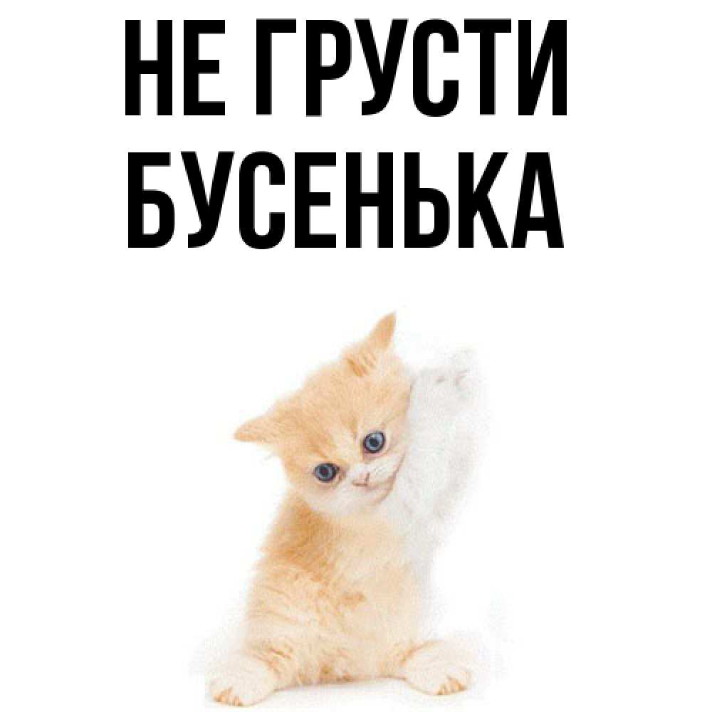 Открытка на каждый день с именем, бусенька Не грусти просящий кот Прикольная открытка с пожеланием онлайн скачать бесплатно 