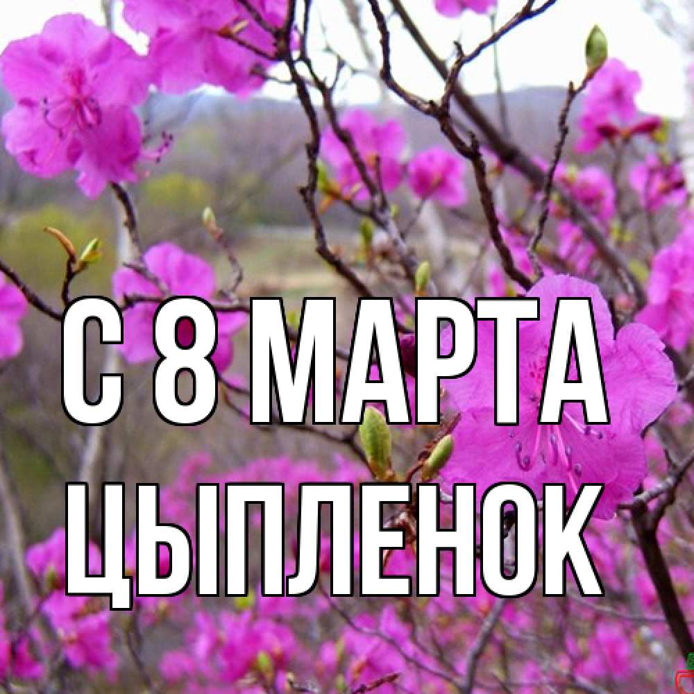 Открытка на каждый день с именем, Цыпленок C 8 МАРТА международный женский день Прикольная открытка с пожеланием онлайн скачать бесплатно 
