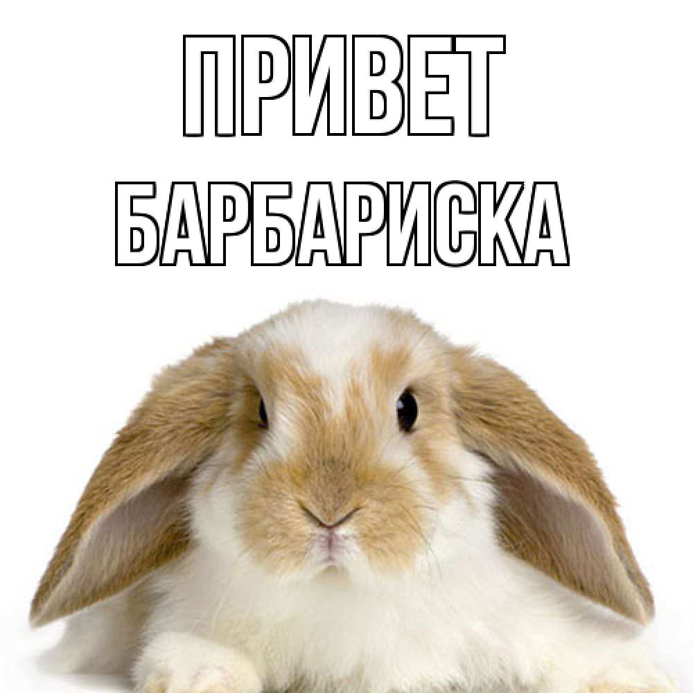 Открытка на каждый день с именем, барбариска Привет с животными Прикольная открытка с пожеланием онлайн скачать бесплатно 