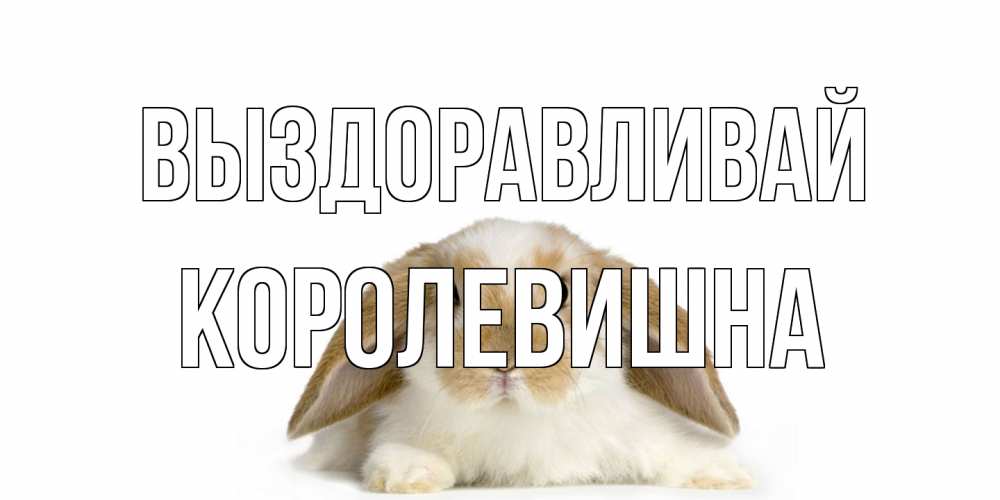 Открытка на каждый день с именем, Королевишна Выздоравливай вислоухий кролик белого и коричневого цвета Прикольная открытка с пожеланием онлайн скачать бесплатно 