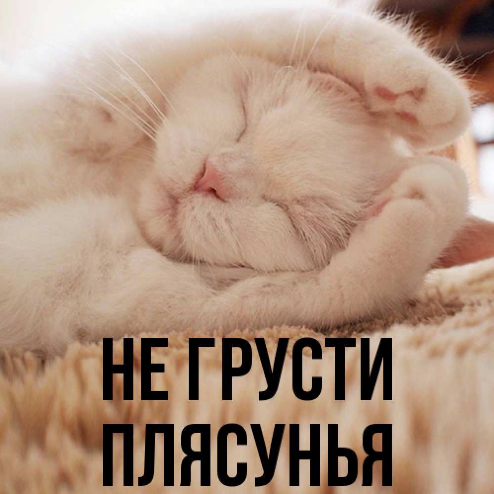 Открытка на каждый день с именем, Плясунья Не грусти Котенок спит Прикольная открытка с пожеланием онлайн скачать бесплатно 