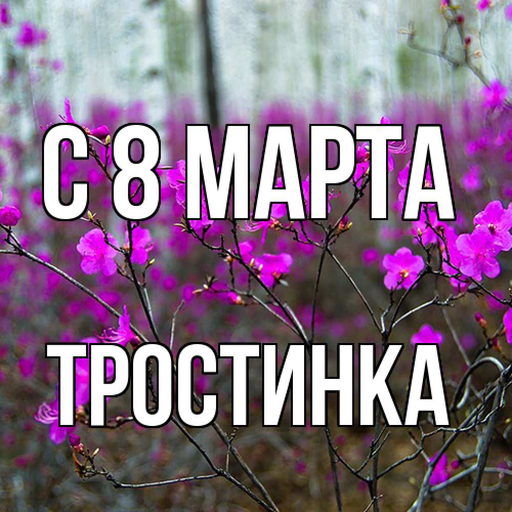 Открытка на каждый день с именем, Тростинка C 8 МАРТА дикие цветы Прикольная открытка с пожеланием онлайн скачать бесплатно 
