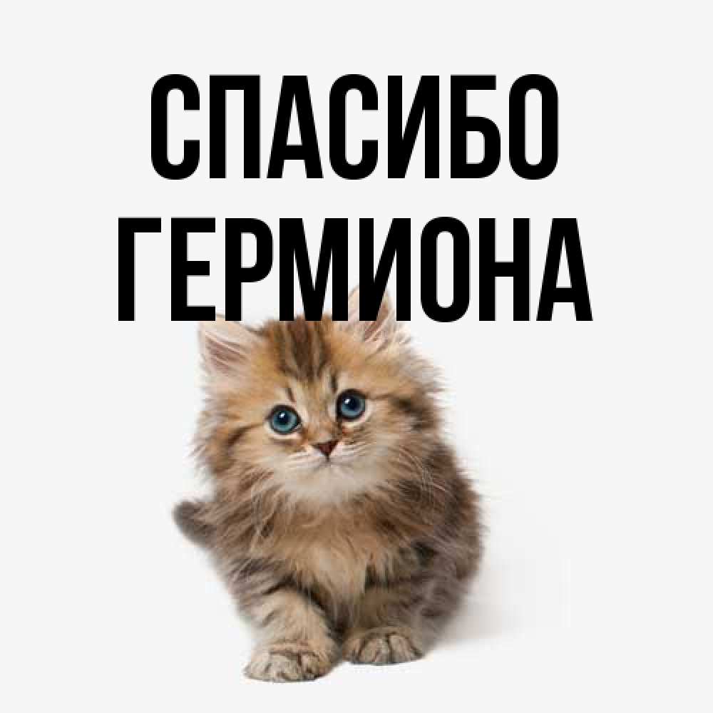 Открытка на каждый день с именем, Гермиона Спасибо пушистый котик Прикольная открытка с пожеланием онлайн скачать бесплатно 