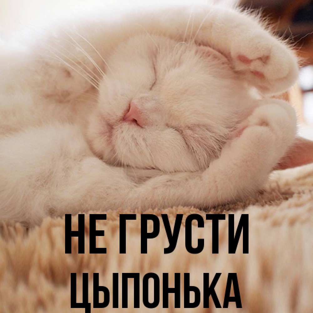 Открытка на каждый день с именем, Цыпонька Не грусти Котенок спит Прикольная открытка с пожеланием онлайн скачать бесплатно 