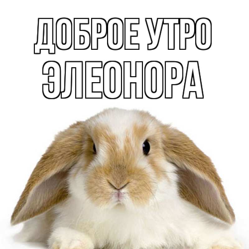 Картинка Доброе утро, Элеонора