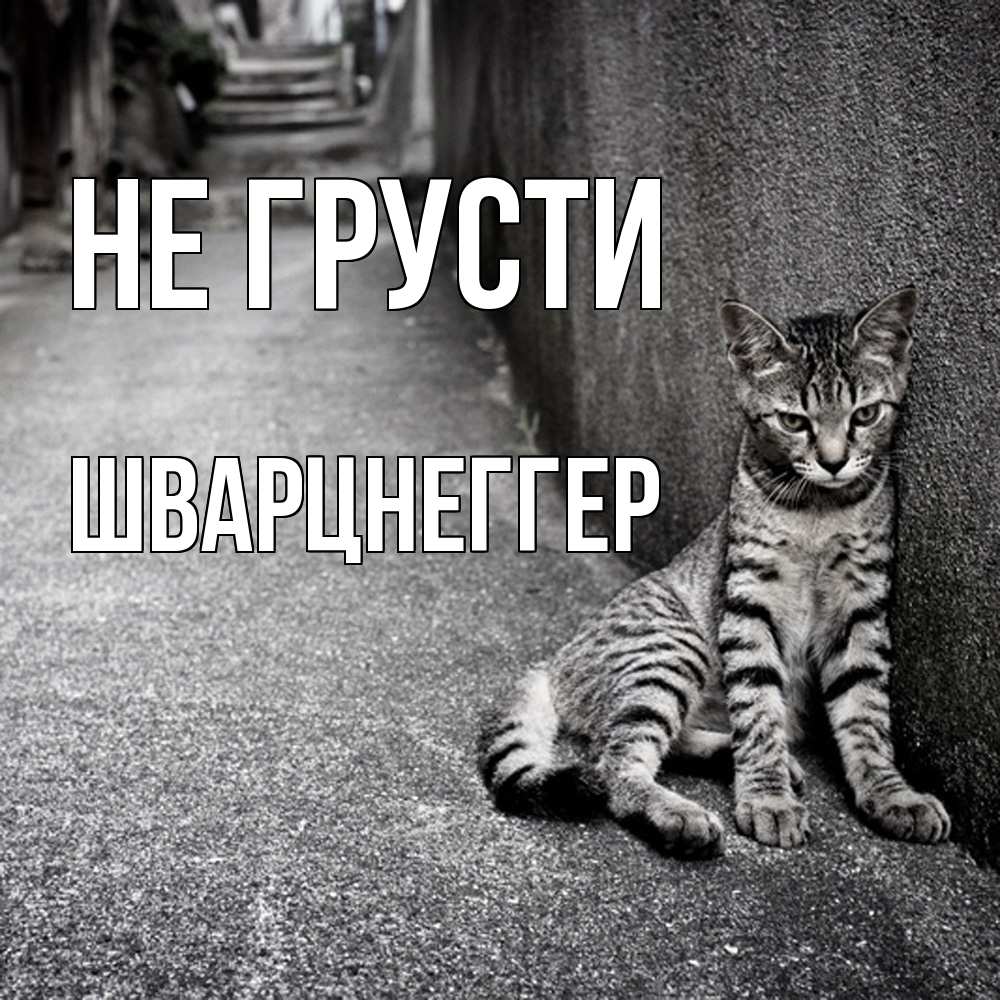 Открытка на каждый день с именем, Шварцнеггер Не грусти скучающий котик Прикольная открытка с пожеланием онлайн скачать бесплатно 