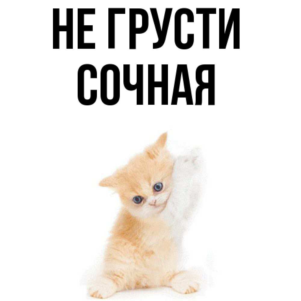 Открытка на каждый день с именем, Сочная Не грусти просящий кот Прикольная открытка с пожеланием онлайн скачать бесплатно 