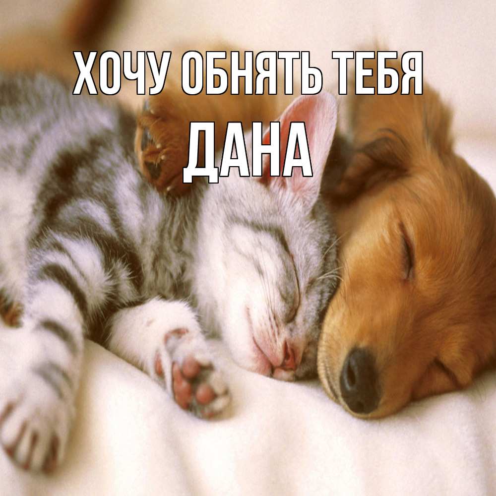 Открытка на каждый день с именем, Дана Хочу обнять тебя пес и котенок Прикольная открытка с пожеланием онлайн скачать бесплатно 