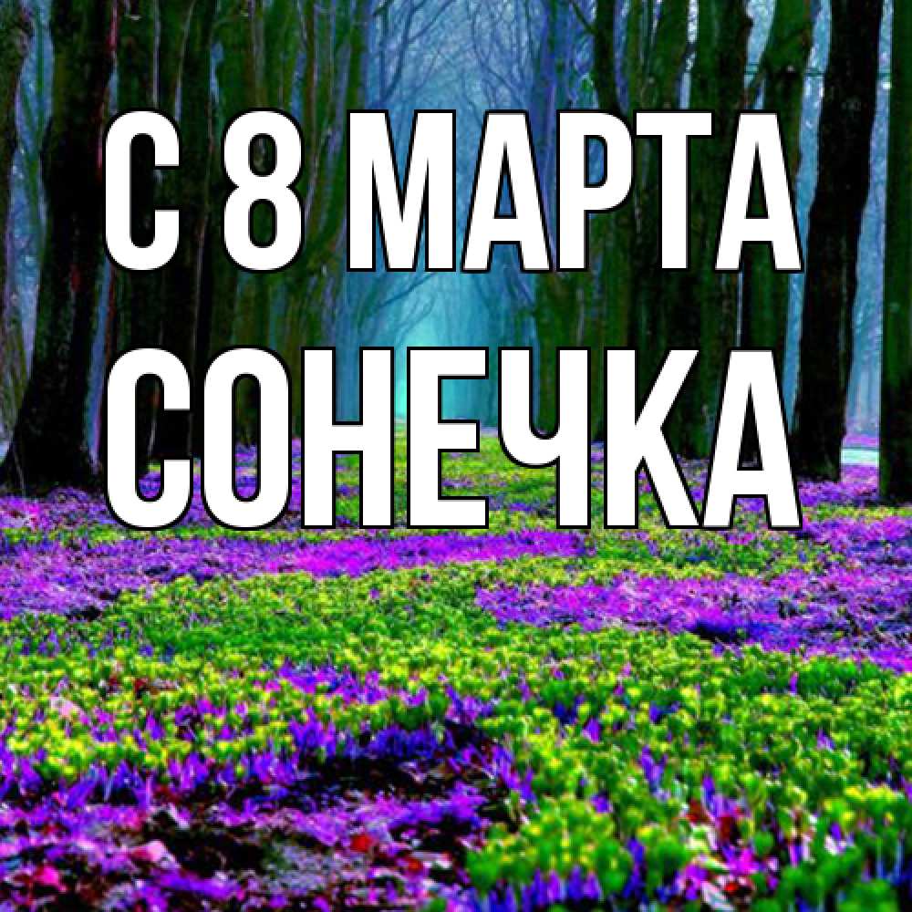 Открытка на каждый день с именем, Сонечка C 8 МАРТА фиолетовые цветы в лесу 1 Прикольная открытка с пожеланием онлайн скачать бесплатно 