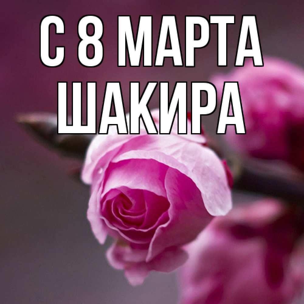 Открытка на каждый день с именем, Шакира C 8 МАРТА весна Прикольная открытка с пожеланием онлайн скачать бесплатно 