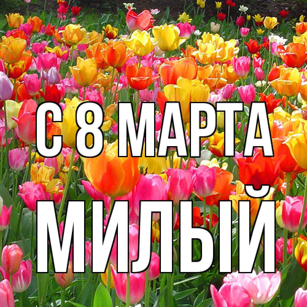 Открытка на каждый день с именем, Милый C 8 МАРТА на международный женский день Прикольная открытка с пожеланием онлайн скачать бесплатно 
