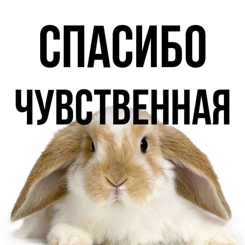 Открытка на каждый день с именем, Чувственная Спасибо коричнево белый заяц Прикольная открытка с пожеланием онлайн скачать бесплатно 