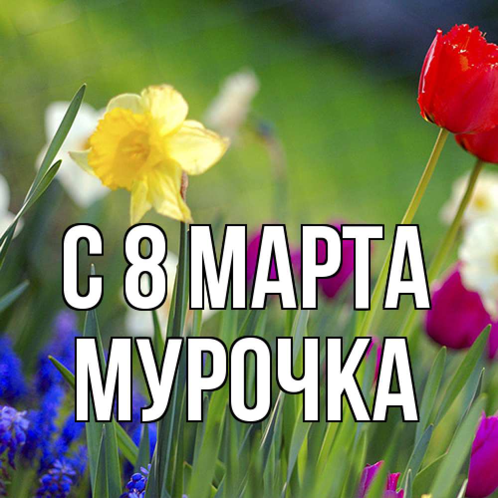 Открытка на каждый день с именем, Мурочка C 8 МАРТА международный женский день 3 Прикольная открытка с пожеланием онлайн скачать бесплатно 
