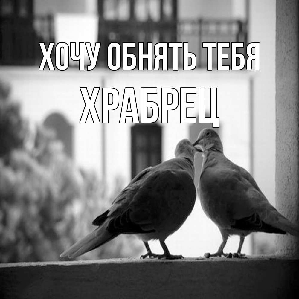 Открытка на каждый день с именем, Храбрец Хочу обнять тебя птицы на подоконнике Прикольная открытка с пожеланием онлайн скачать бесплатно 