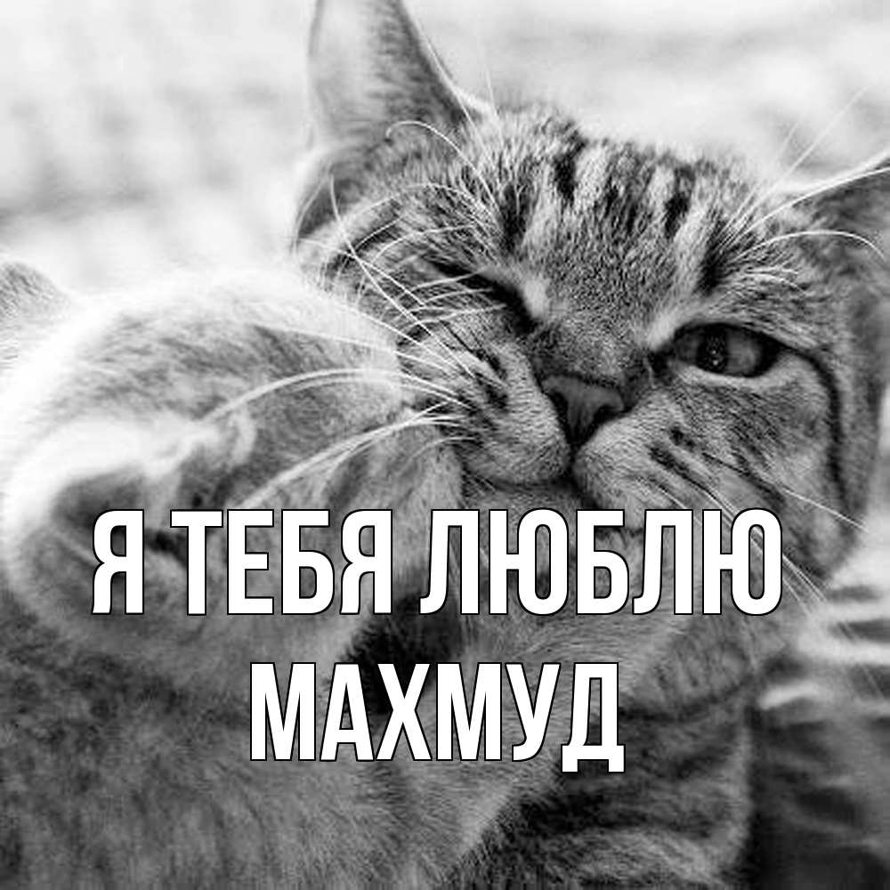 Открытка на каждый день с именем, Махмуд Я тебя люблю коты Прикольная открытка с пожеланием онлайн скачать бесплатно 