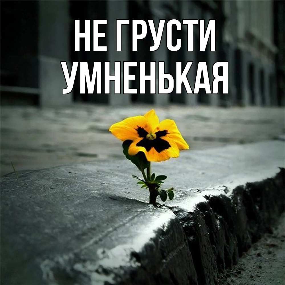 Открытка на каждый день с именем, Умненькая Не грусти не сдавайся Прикольная открытка с пожеланием онлайн скачать бесплатно 