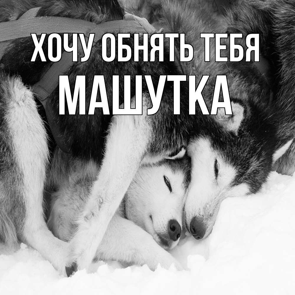 Открытка на каждый день с именем, Машутка Хочу обнять тебя собачки в упряжке Прикольная открытка с пожеланием онлайн скачать бесплатно 