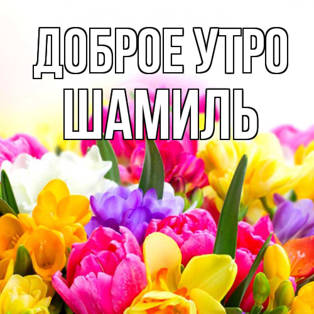 Открытка на каждый день с именем, Шамиль Доброе утро создать открытку со свое подписью Прикольная открытка с пожеланием онлайн скачать бесплатно 