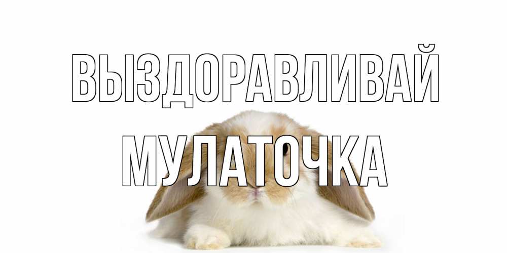 Открытка на каждый день с именем, Мулаточка Выздоравливай вислоухий кролик белого и коричневого цвета Прикольная открытка с пожеланием онлайн скачать бесплатно 