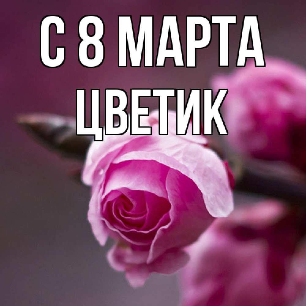 Открытка на каждый день с именем, цветик C 8 МАРТА весна Прикольная открытка с пожеланием онлайн скачать бесплатно 