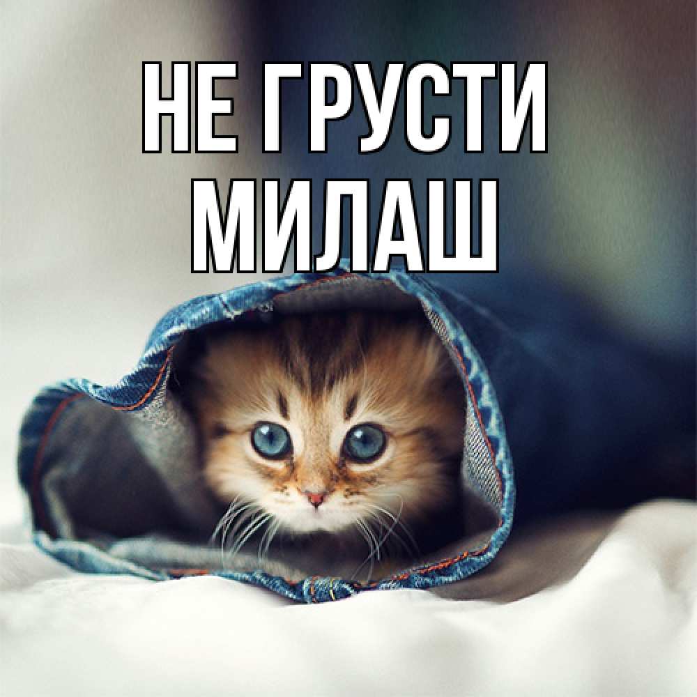 Открытка на каждый день с именем, Милаш Не грусти кот в одежде Прикольная открытка с пожеланием онлайн скачать бесплатно 