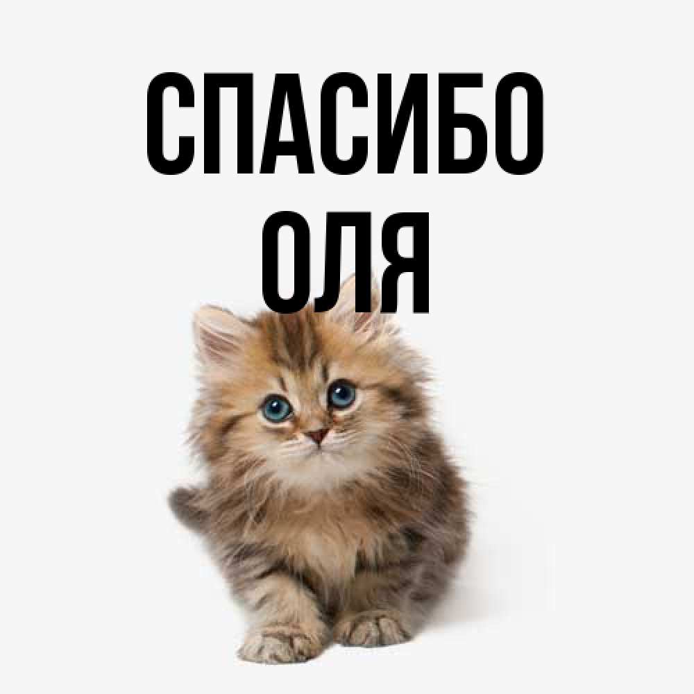 Открытка на каждый день с именем, Оля Спасибо пушистый котик Прикольная открытка с пожеланием онлайн скачать бесплатно 