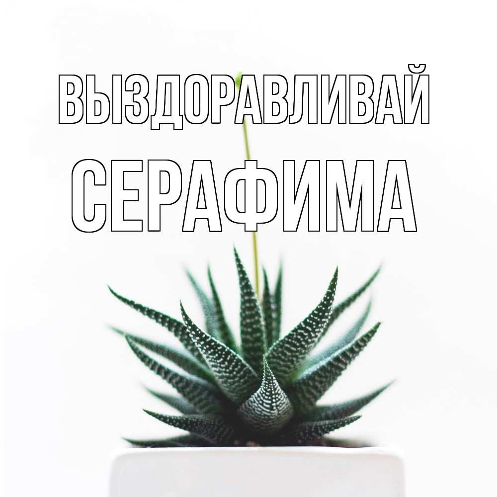 Открытка на каждый день с именем, Серафима Выздоравливай короче это непонятная колючка Прикольная открытка с пожеланием онлайн скачать бесплатно 