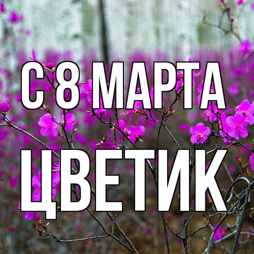Открытка на каждый день с именем, цветик C 8 МАРТА дикие цветы Прикольная открытка с пожеланием онлайн скачать бесплатно 