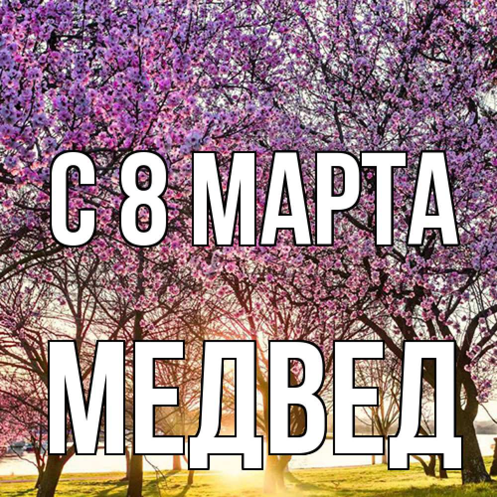 Открытка на каждый день с именем, Медвед C 8 МАРТА международный женский день Прикольная открытка с пожеланием онлайн скачать бесплатно 