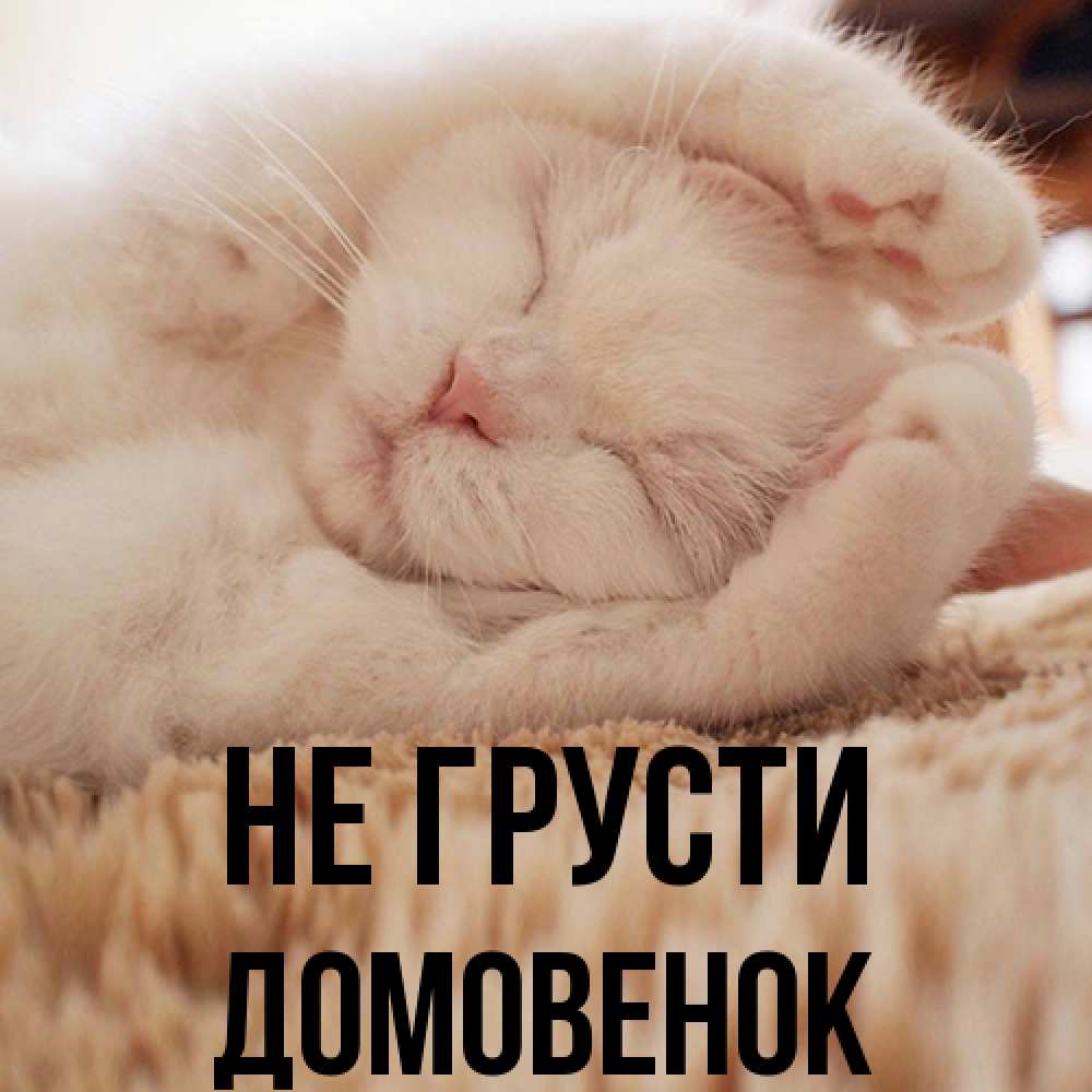Открытка на каждый день с именем, Домовенок Не грусти Котенок спит Прикольная открытка с пожеланием онлайн скачать бесплатно 