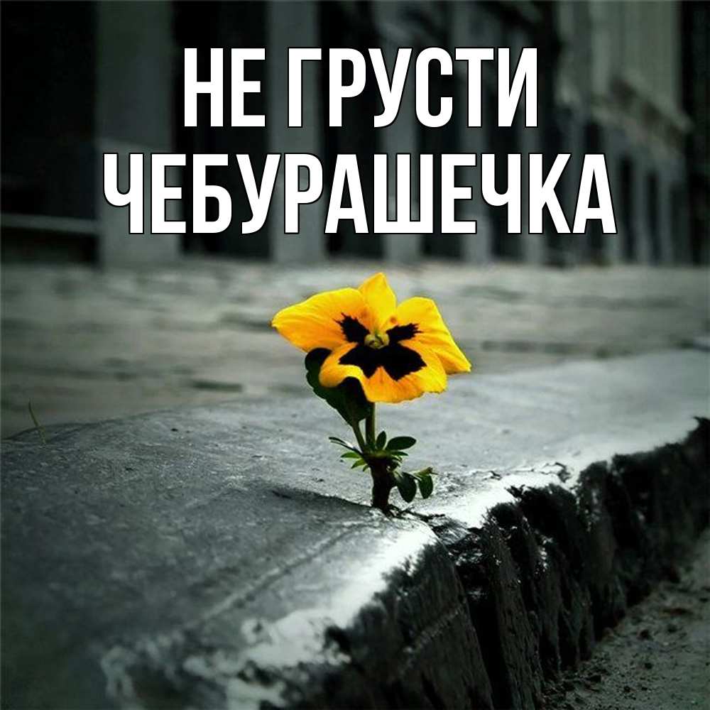 Открытка на каждый день с именем, Чебурашечка Не грусти не сдавайся Прикольная открытка с пожеланием онлайн скачать бесплатно 